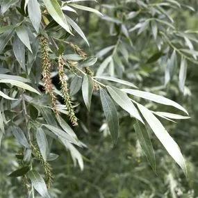 Willow White (Salix alba) 2
